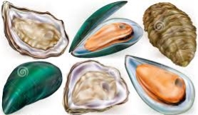 Комплект мидий и устриц иллюстрация вектора. иллюстрации насчитывающей мидий  - 57266310